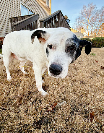 20250319daisy-hc058
