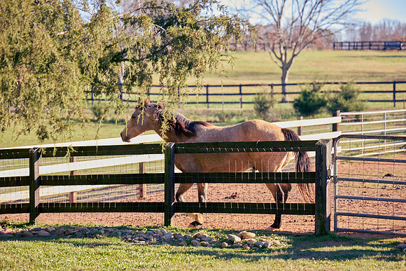 20241125princess-hc0019