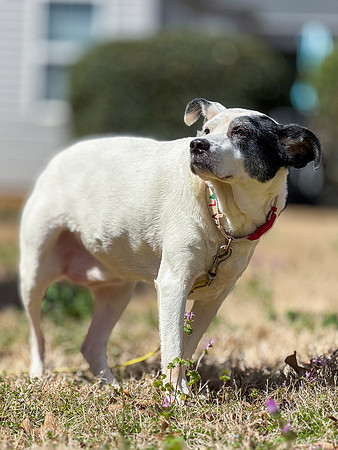 20250319daisy-hc064