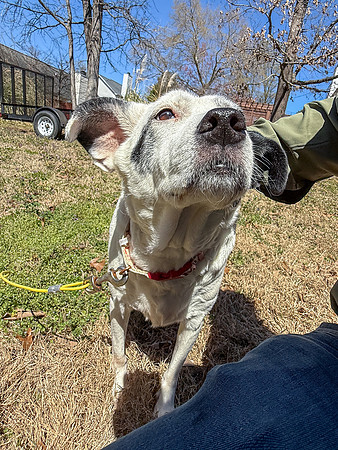 20250321daisy-hc104