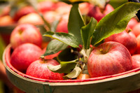 20100829applepicking-hc05