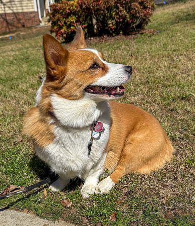20250317sybbie-hc012