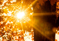 20161118fall-sunburst-hc