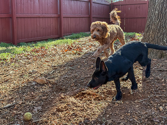 20250312polly-aj-willie-hc083