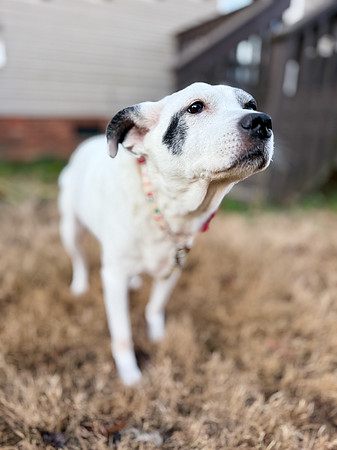 20250319daisy-hc056