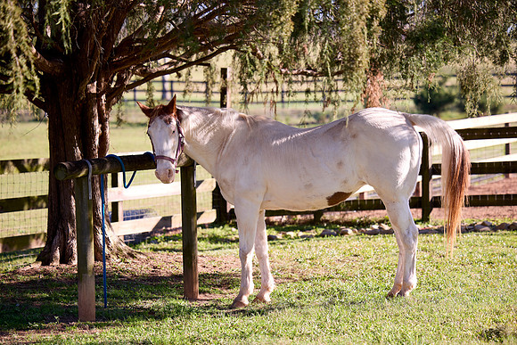 20241125princess-hc0002